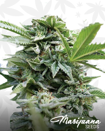 CBD Jack Herer