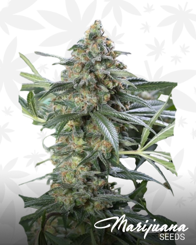 CBD OG Kush