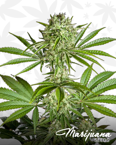 CBD Rich Candy
