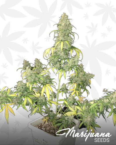 CBD Silver Lime Haze