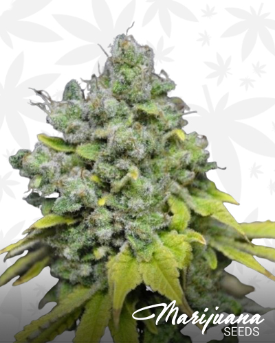 CBD Skunk Haze