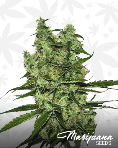 CBD Somango