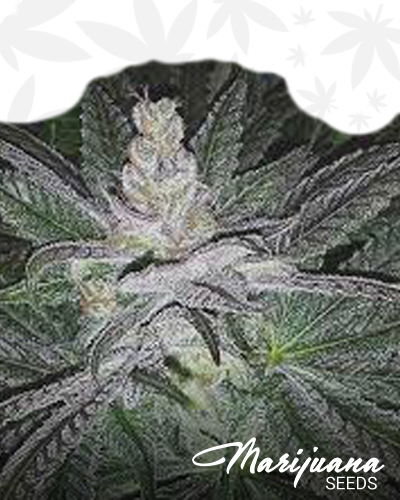 Cahuita Kush