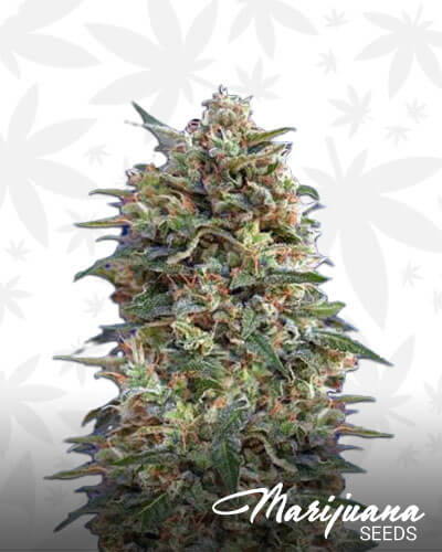 California Kush