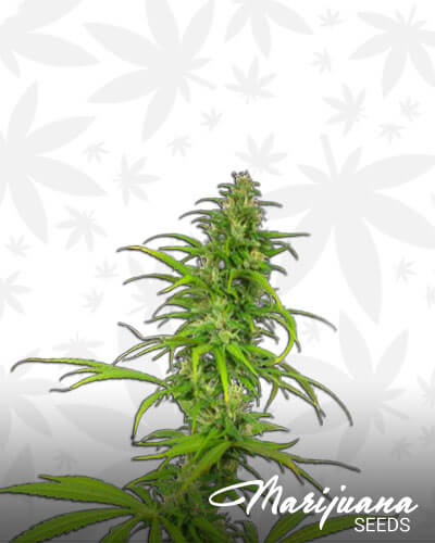 Californian Skunk Haze