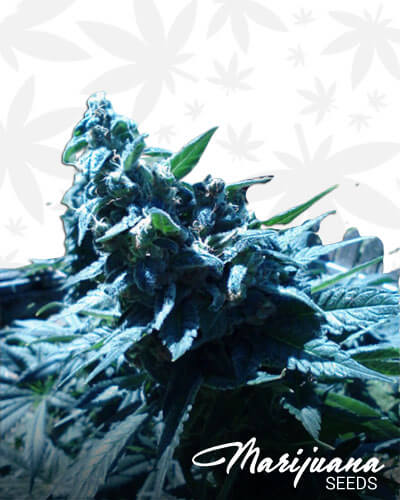 Camp Stealth GSC