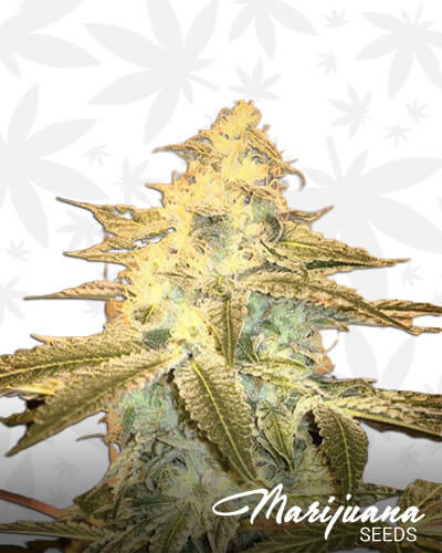 Candy Apple Kush