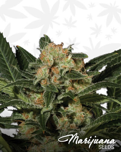 Candy Kush
