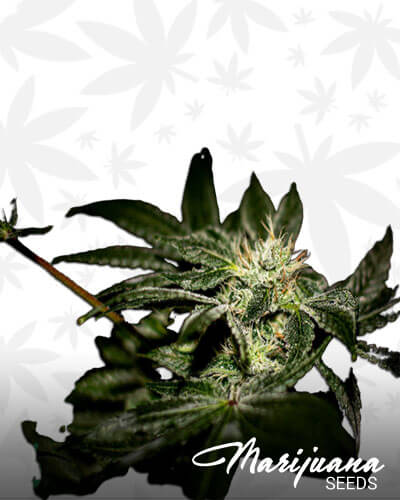 Cannalicious