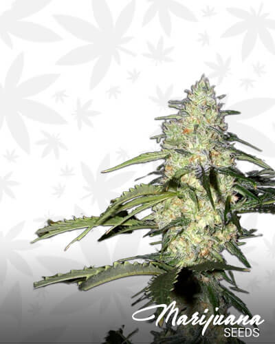 Ceres Kush