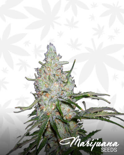 Ceres Skunk