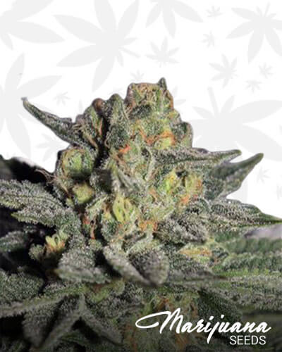 Charity OG