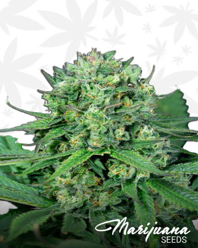 Cheese CBD