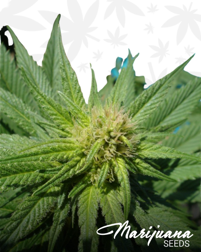 ChemValley Kush
