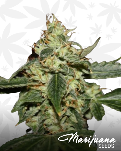 Chemdawg 104