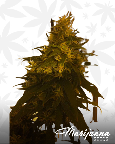 Chemdawg D Gold Line