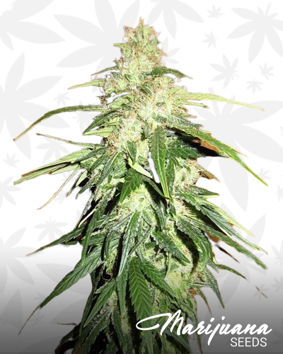 Chemdawg Swirl
