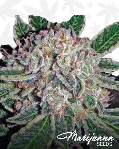 Chemdog D Kush