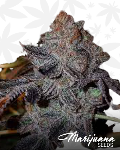 Chemdog Haze