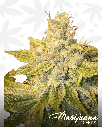 Chemodo Breath
