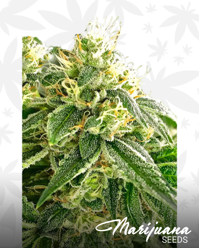 Chemodo Dragon 9 BX