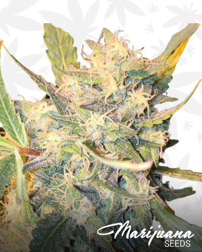 Chemwreck Kush