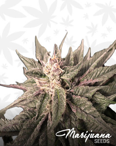 Cherry Ayahuasca