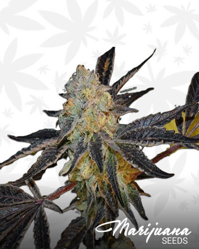 Cherry Breath