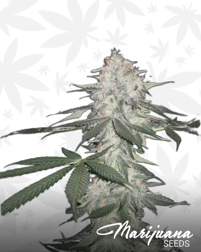 Cherry Chocolate Widow
