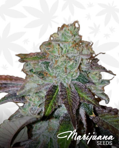 Cherry Royale