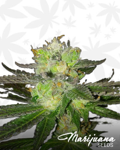 Chile Verde OG