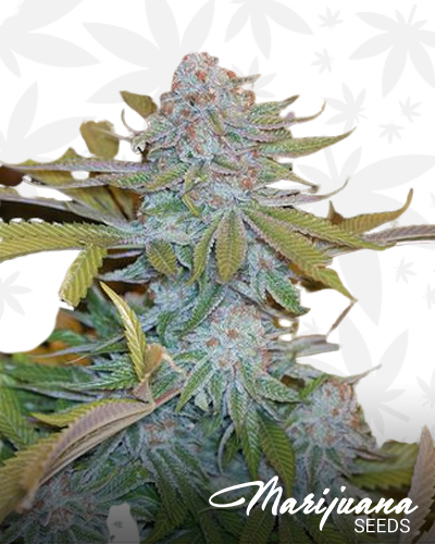 Chocolate Mint