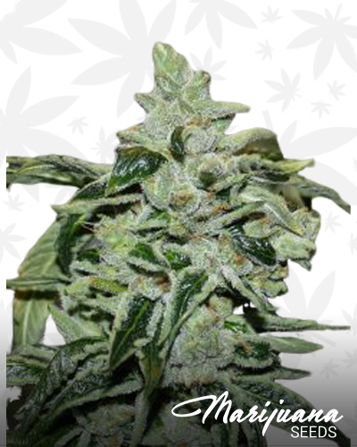 Christiania Kush