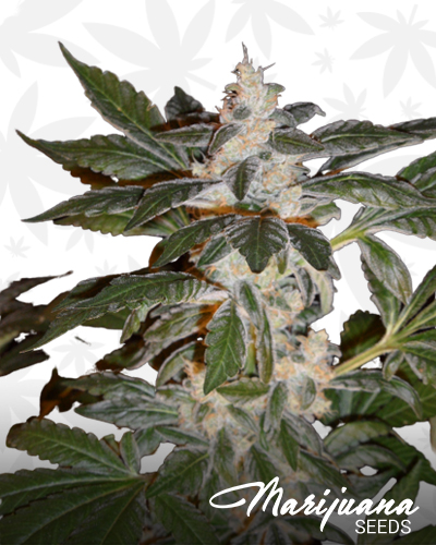 Chronik Kush