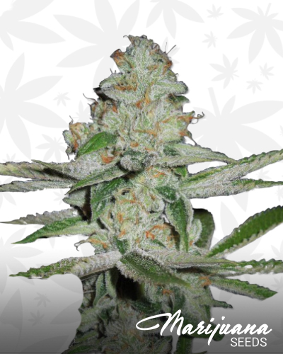City Diesel