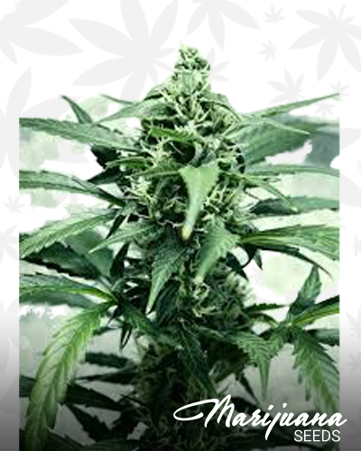 Climax Autoflower