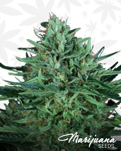 Coal Creek Kush OG