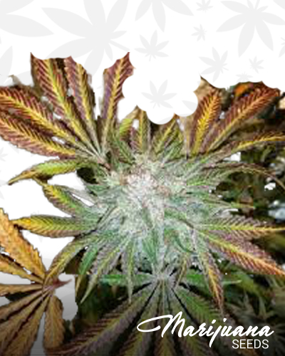 Coal Creek Kush x Star Dawg
