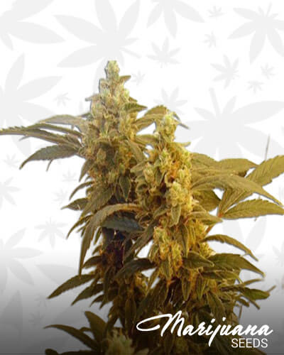 Colombian Haze