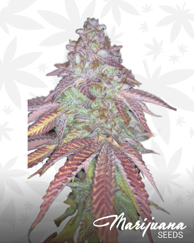 Headband BX probably x C99