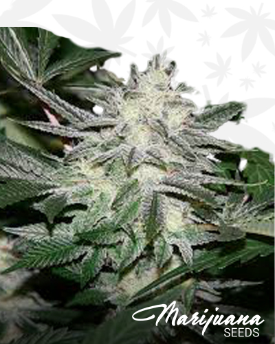 chemdawg 4