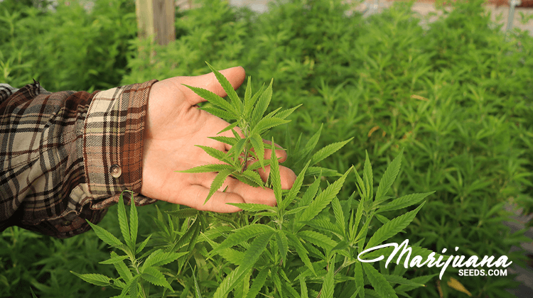 understanding first generation cannabis hybrid