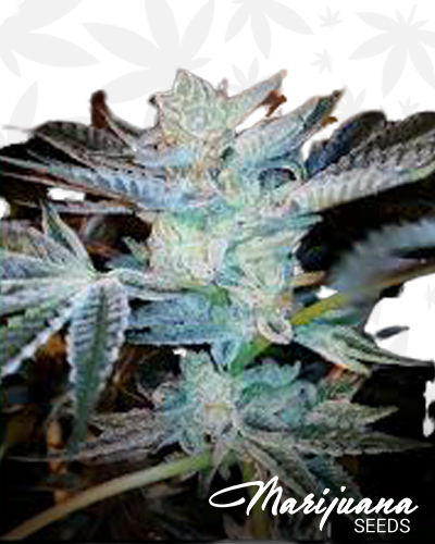 Cherry Cookies