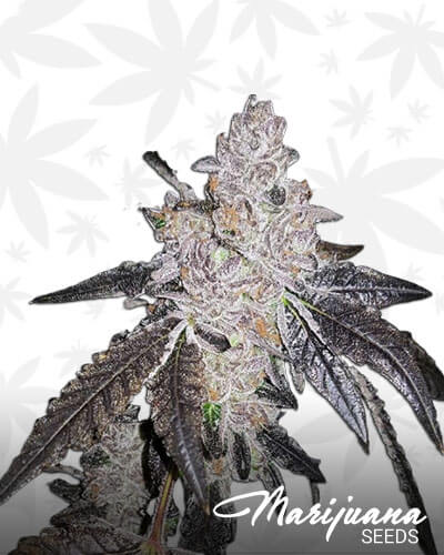 Cookies Cream