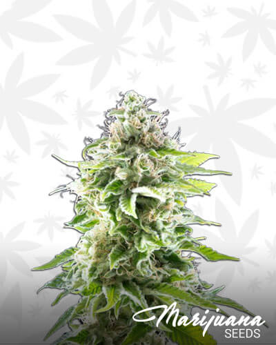 Cookies Haze