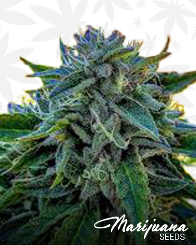 Cookies and Glue