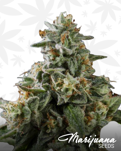 Corleone Kush x Do Si Dos