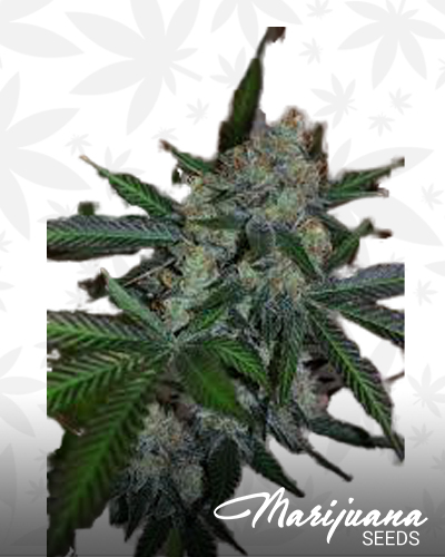 Cosmic Bubba Kush
