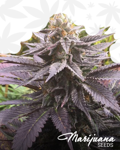 Cosmic Cookies