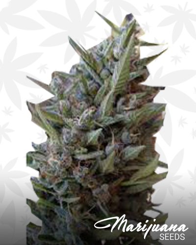 Covelo Sour Diesel